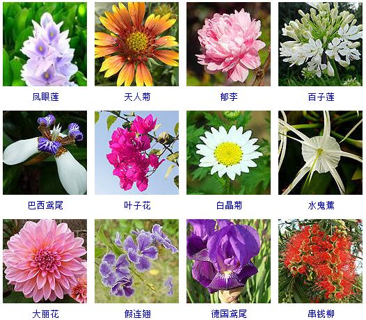 150种花卉大全,108种花卉大全
