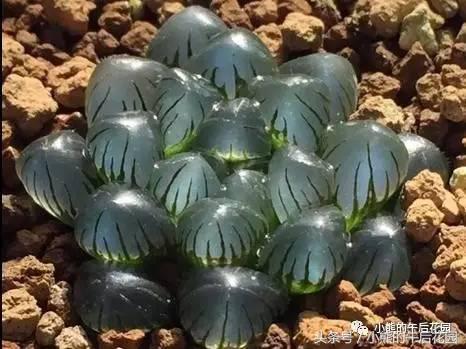 一九九六年历史大事,17年多肉市场变化趋势