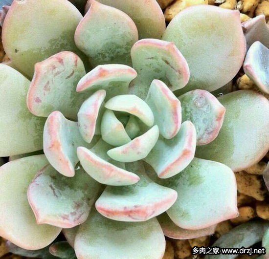 多肉品种是怎么杂交出来的,跨物种杂交成功的有哪些