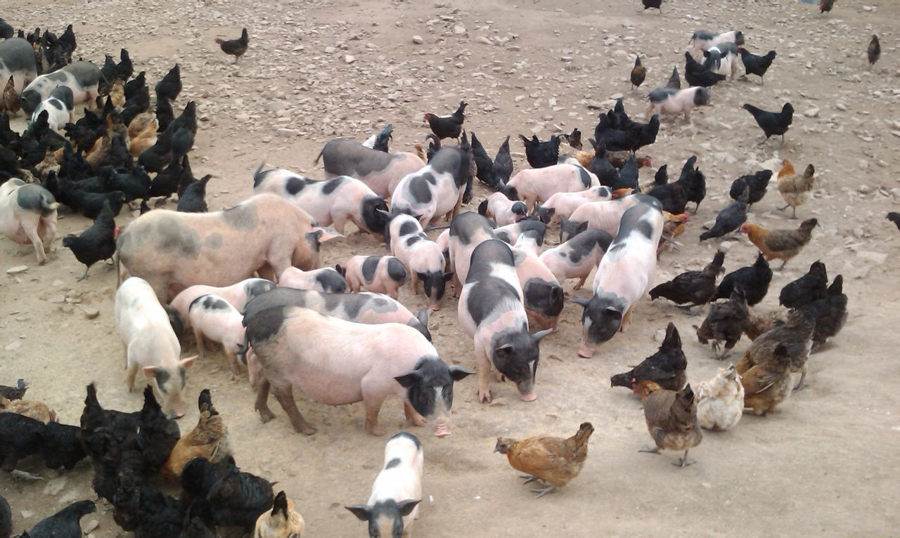 “i牧牧”循自然之道，回归原生态“有机”生活