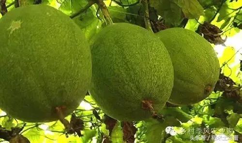 香甜可口的瓜子,年味不一样的滋味