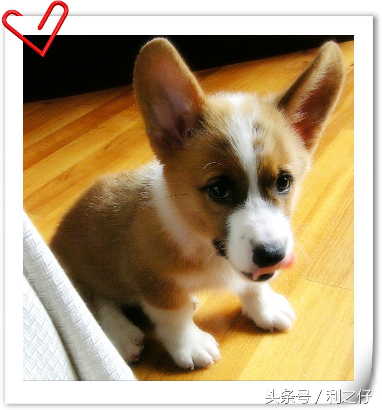 分娩前外阴消毒正确顺序,接产前产妇外阴消毒顺序