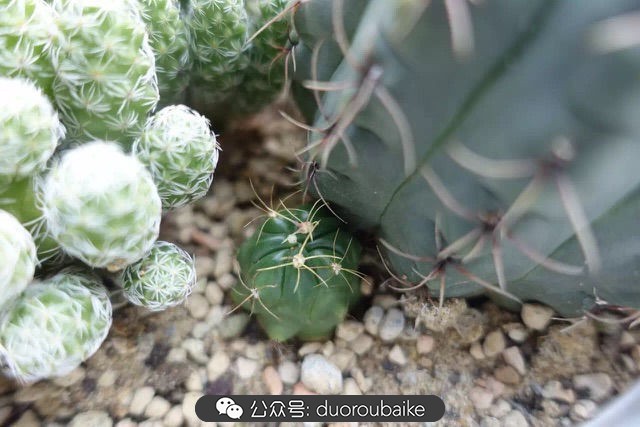 新手种植多肉植物教程,爱生活爱养花花卉绿植养护小知识