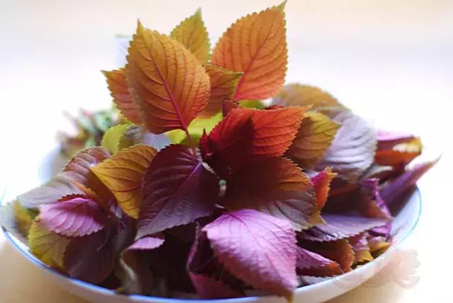 感冒咳嗽没胃口该吃什么菜,感冒咳嗽不知道吃什么菜好