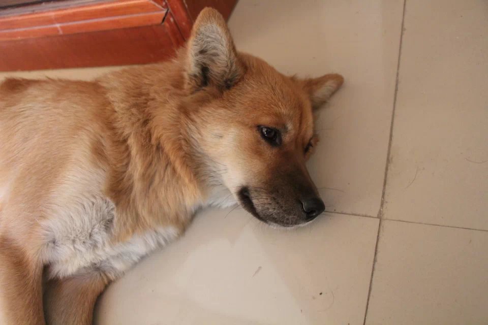 她叫肉肉(土话;扭扭)