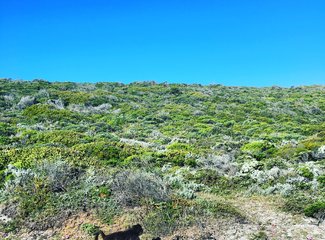 南非彩虹之旅由来,南非彩虹之旅