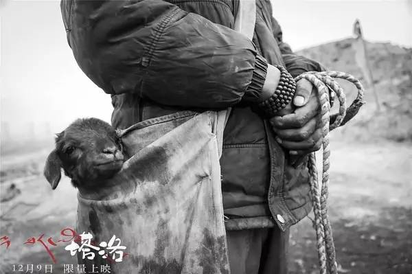 《塔洛》：无人倾听的“拉伊”｜观影