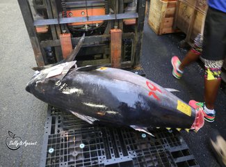 带着24个月小囡十一寸又峡寻密+东京+镰仓伊豆+横渡骏河湾观富士山+附详细交通攻略