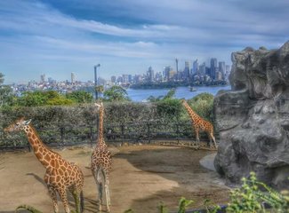 悉尼墨尔本大洋路旅游,悉尼7日游旅游攻略自由行