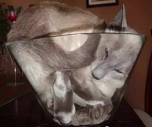 盘点那些真实的喵星人,喵星人真实的图