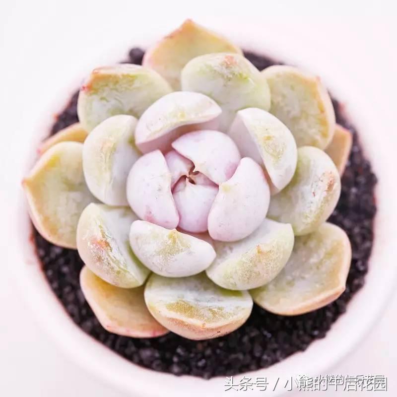 二零一六,多肉大事记