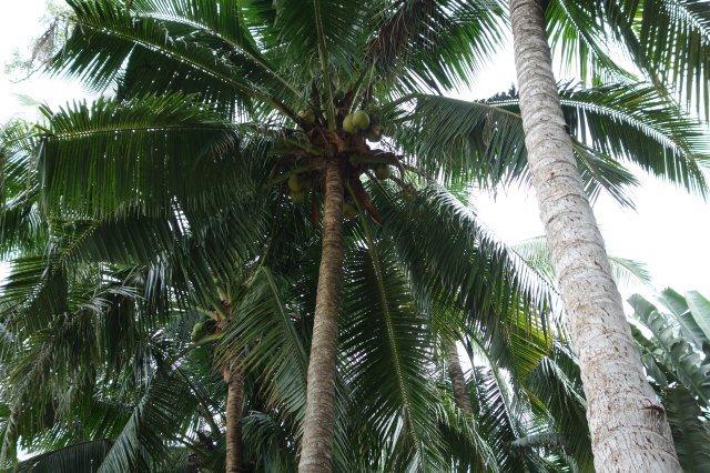 吃货在三亚,吃货到哪里去旅游比较好