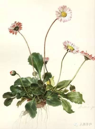 新年赏国花,世界各地最美的国花