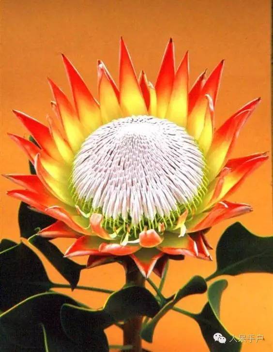 涓浗鍥借姳澶ц祻鍥剧墖,鍥借姳澶ц祻浜氭床鍥剧墖