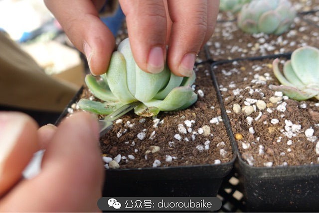 新手种植多肉植物教程,爱生活爱养花花卉绿植养护小知识