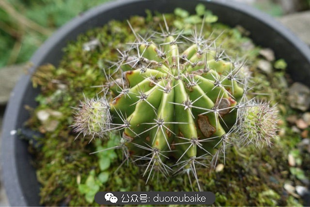 爱生活爱养花花卉绿植养护小知识,爱生活爱养花多肉植物养护小技巧