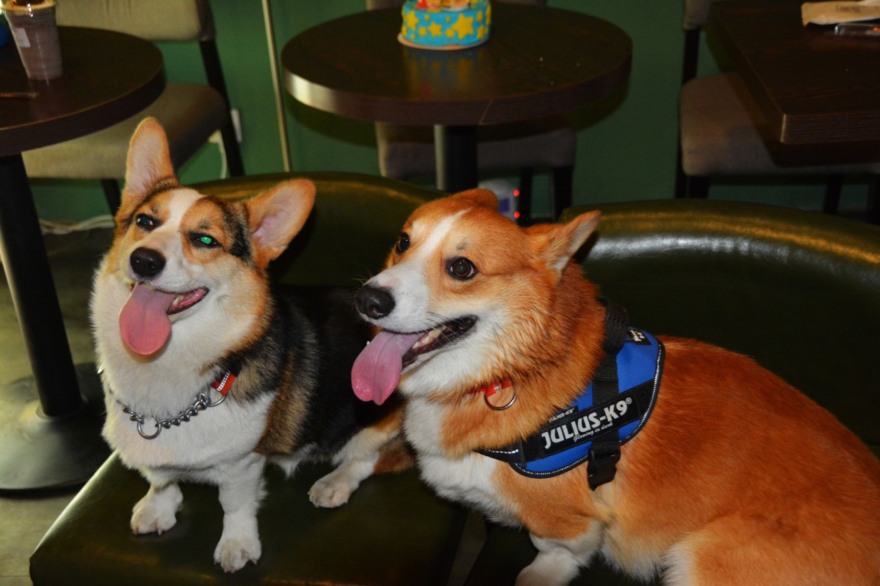 短腿男神蹭吃蹭喝欢乐多，“贱”装出席女票的生日派对