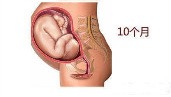 孕10周胎儿发育正常流褐色分泌物,第10周胎儿发育图片