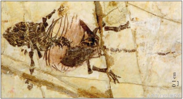 2021年神兽大全,1-8世代神兽盘点