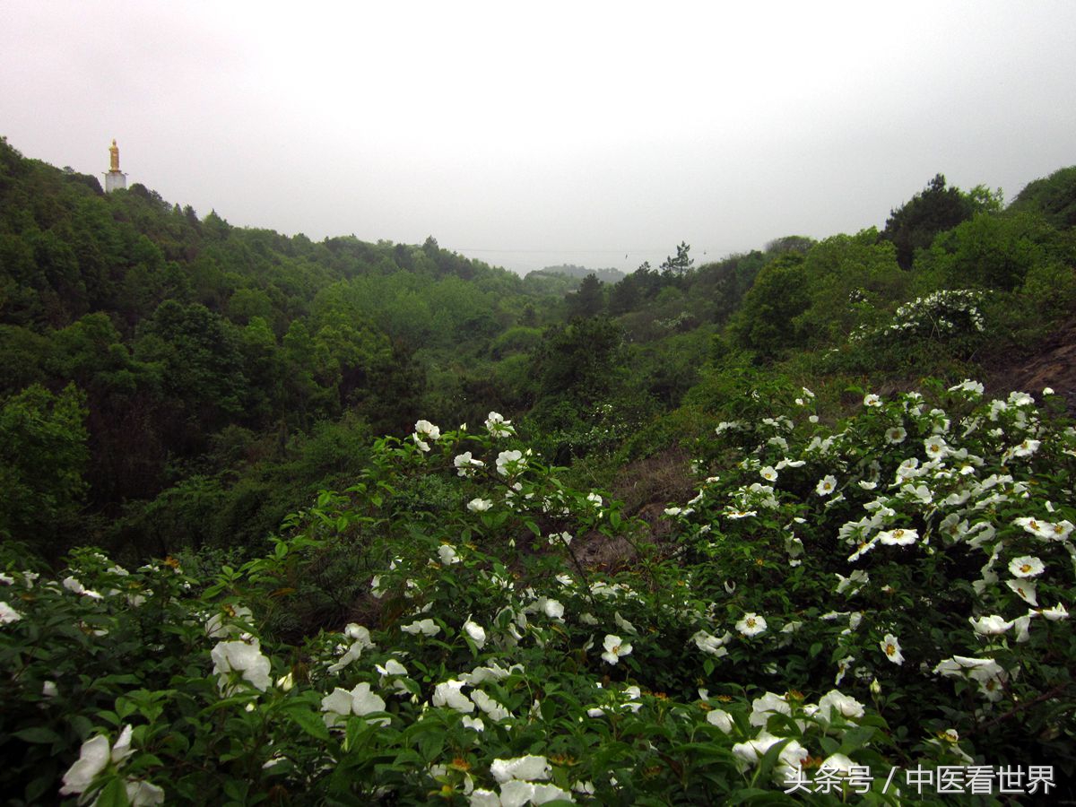 生吃糖罐子有什么功效,糖罐子有降糖功能吗