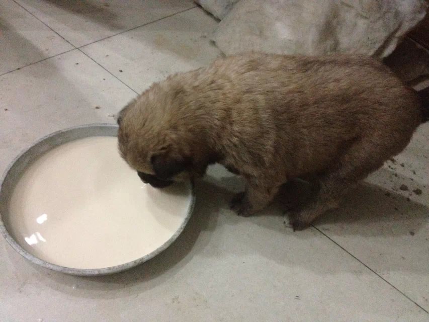 她叫肉肉(土话;扭扭)