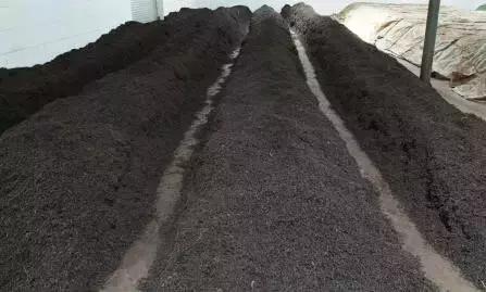 普洱茶的杂味,普洱茶的霉味是黄曲霉素吗