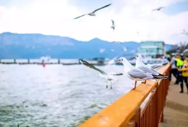 广州到云南的廉价机票,广州去云南的机票多少钱