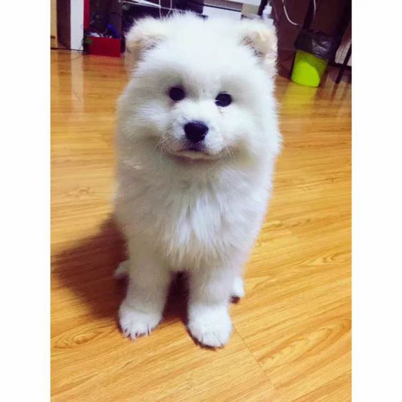 我家萨摩耶这几天不吃东西,萨摩耶拉稀自己吃掉