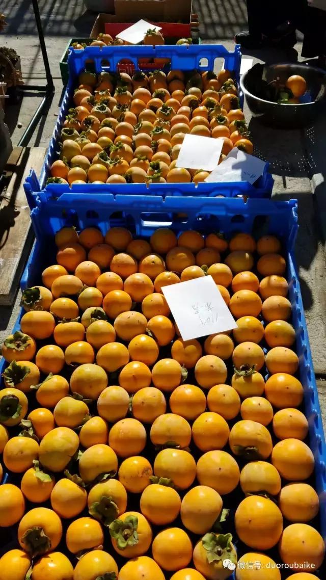 养多肉人发的朋友圈,养肉者们分享的多肉视频