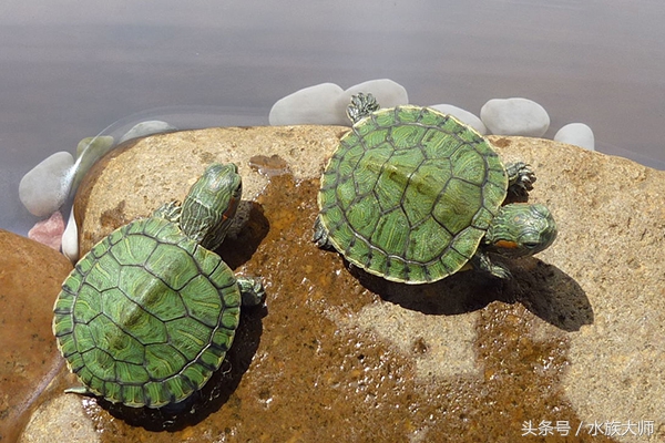 巴西龟为什么老是张开嘴巴,巴西龟老是张开嘴巴是怎么回事