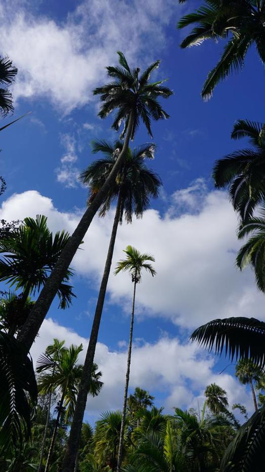 蜜月旅行去毛里求斯怎么样,毛里求斯和另一国一起旅游