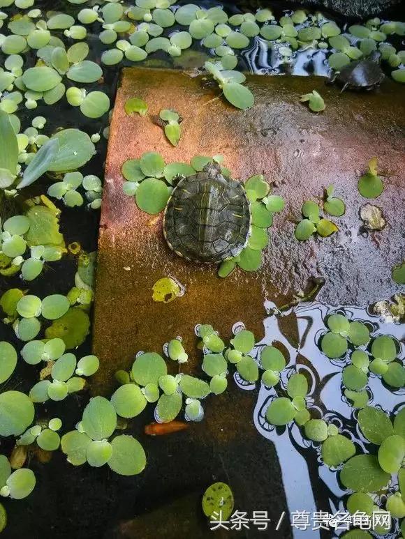 懒人养龟有诀窍，泥水生态养殖就是那么简单！