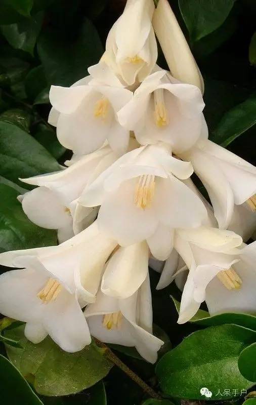 涓浗鍥借姳澶ц祻鍥剧墖,鍥借姳澶ц祻浜氭床鍥剧墖