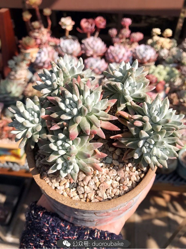 大姬星美人多肉,姬星美人怎么样爆盆