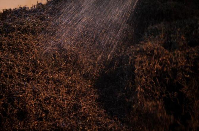 未来十年熟普将被改写？高等级毛茶制作的高端熟普会一统江湖？