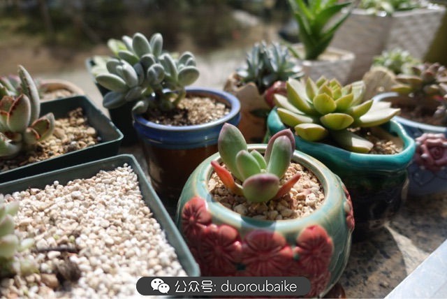 新手种植多肉植物教程,爱生活爱养花花卉绿植养护小知识