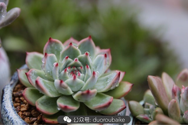 新手种植多肉植物教程,爱生活爱养花花卉绿植养护小知识
