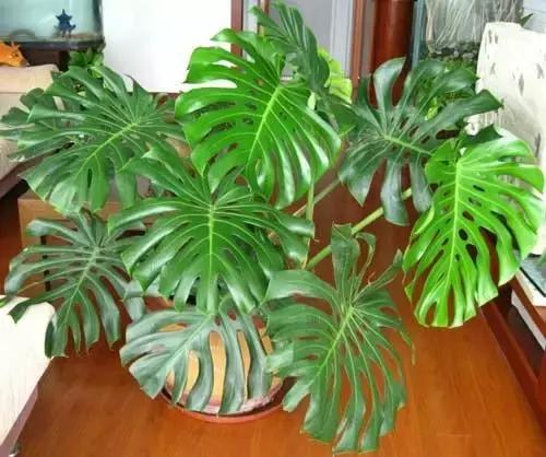 年宵花的危害,毒花观赏植物