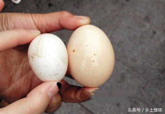 农村老母鸡下了铁蛋，得赶紧扔掉，不然会有厄运！