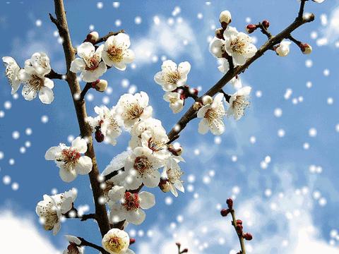 青江梅花香雪海,香雪海梅花国画