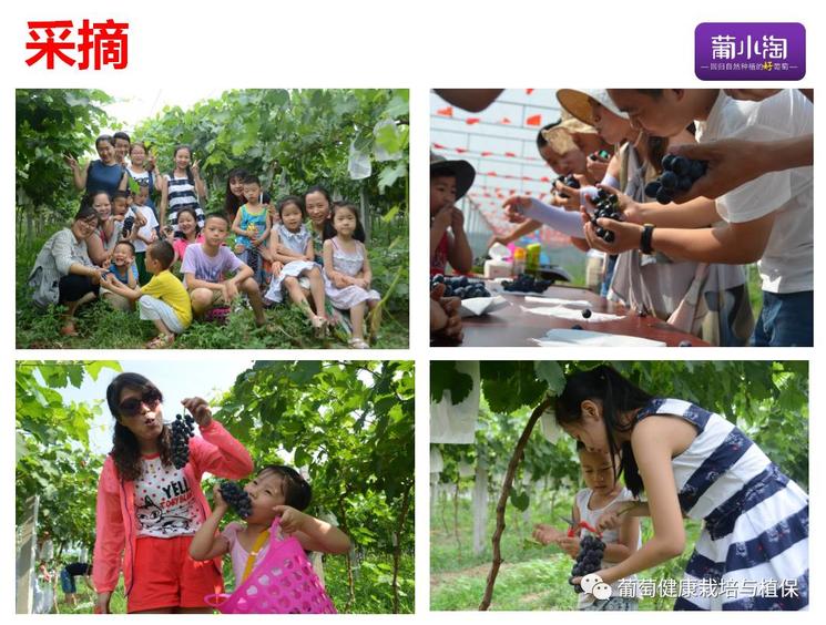 葡萄观光采摘方法视频,葡萄观光采摘园景观设施