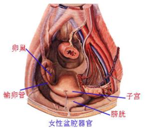 支原体妇科炎症有哪些表现,妇科宫颈炎症有哪些症状表现