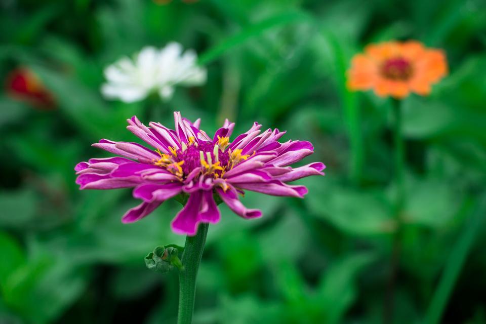 深圳哪里有大片的花海可以欣赏,深圳的花海有多美