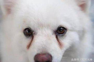 狗狗泪痕的有效消除方法,狗狗泪痕怎么去除方法简单有效