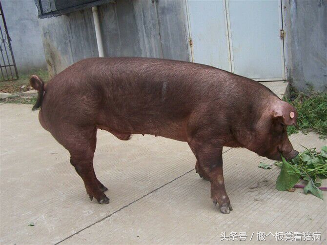 如何做好公猪的饲养管理,养猪公猪该怎么管理