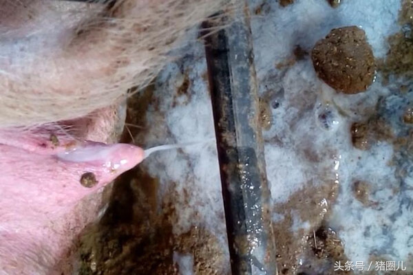 母猪肥胖,母猪重度肥胖对妊娠的危害