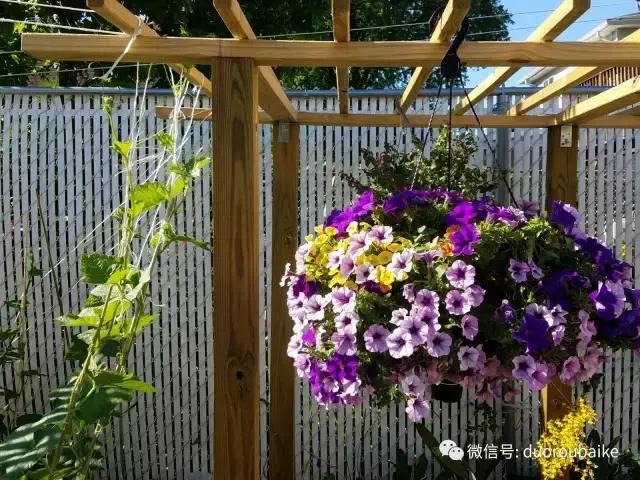 养多肉人发的朋友圈,养肉者们分享的多肉视频