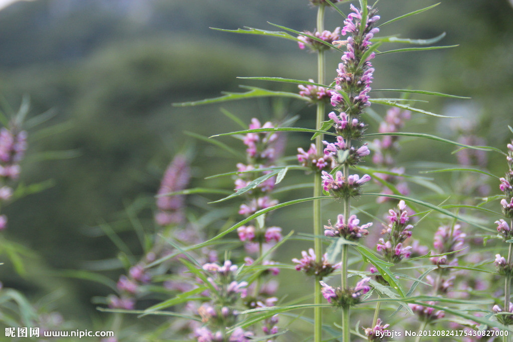 田间地头长的野草,田间长的野草