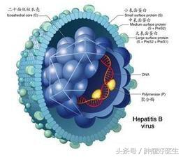 怀孕甲胎蛋白偏高说明什么,甲胎蛋白7.9偏高要紧吗