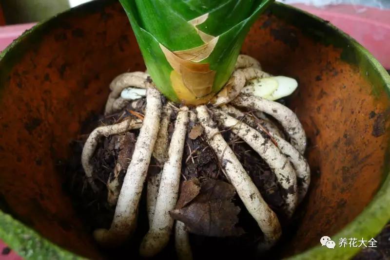 别人家的君子兰,君子兰没长出来就开花了怎么回事